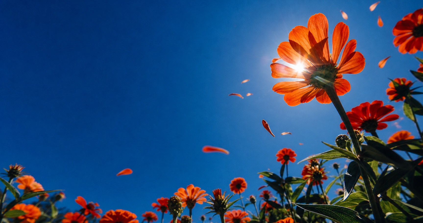Orange flowers reaching into a clear blue sky